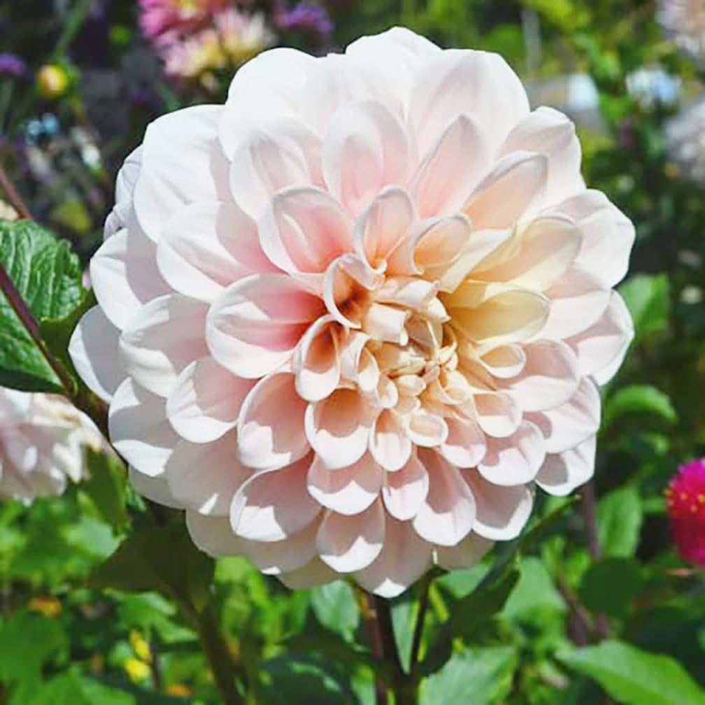 Sweet Miss Nathalie pink dahlia bloom closeup for borders
