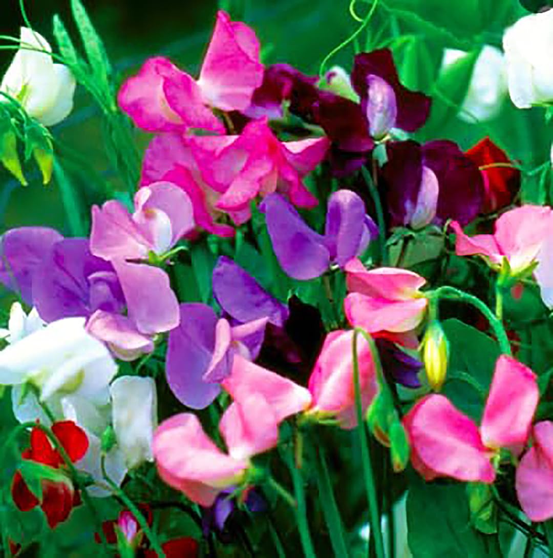 Marde Ross Sweet Pea protected seedlings with 1/2 inch netting outdoors