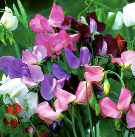 Marde Ross Sweet Pea protected seedlings with 1/2 inch netting outdoors