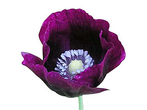 Marde Ross tall poppy with black markings adds dramatic focal point in the garden