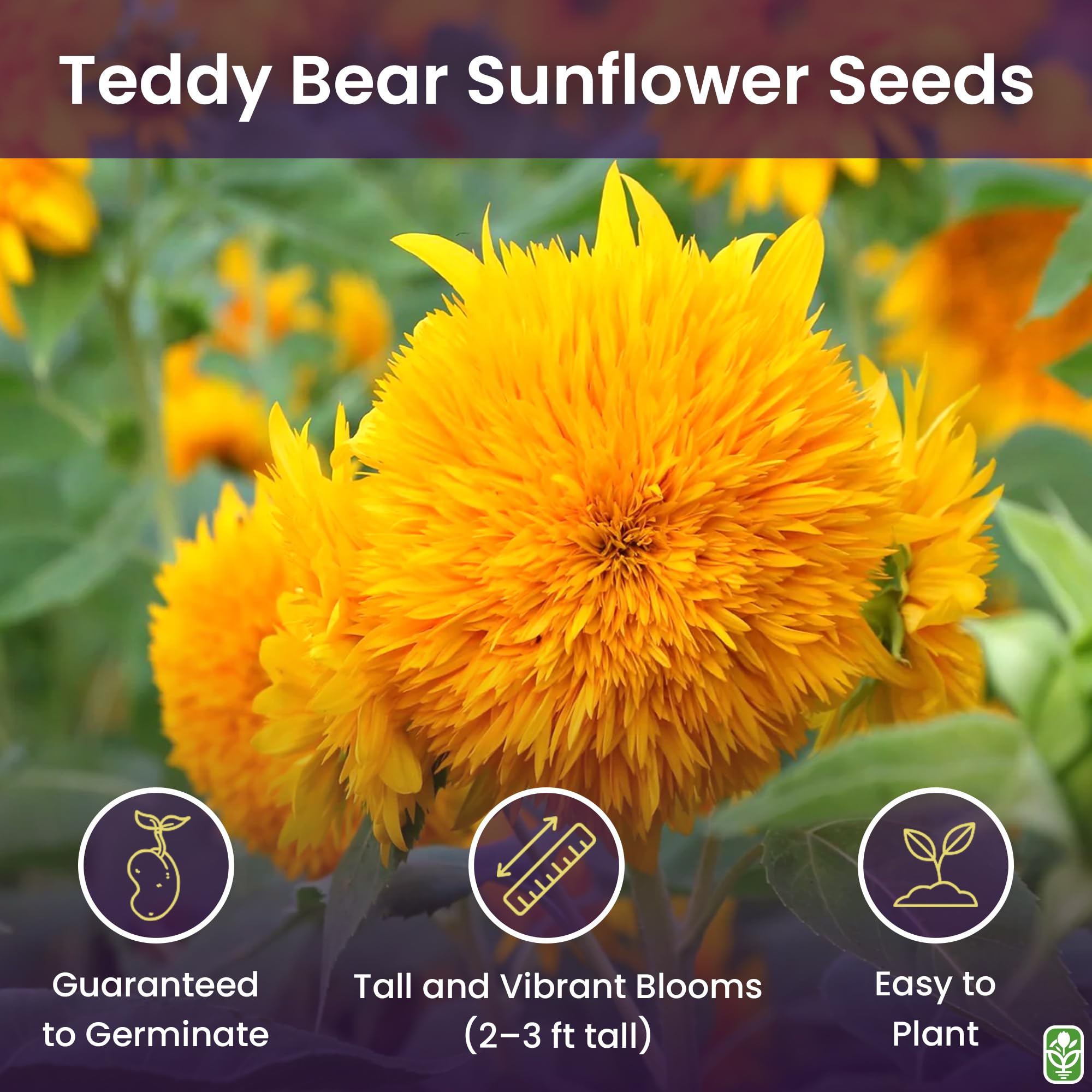 Marde Ross Teddy Bear sunflower seeds feature dense golden blooms ideal for borders.