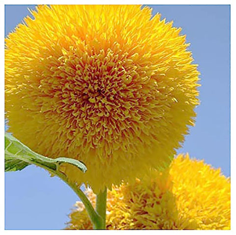 Marde Ross Teddy Bear sunflower seeds with tall stalks for dramatic garden focal points.