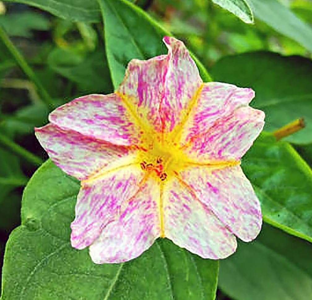 Marde Ross & Company tender perennial with tubers supports reliable reseeding.