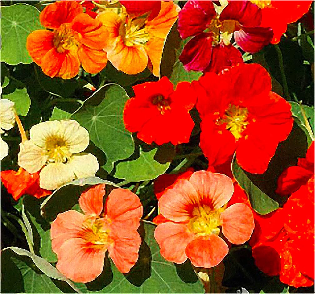 Marde Ross Tom Thumb nasturtium planted in a sunny garden bed