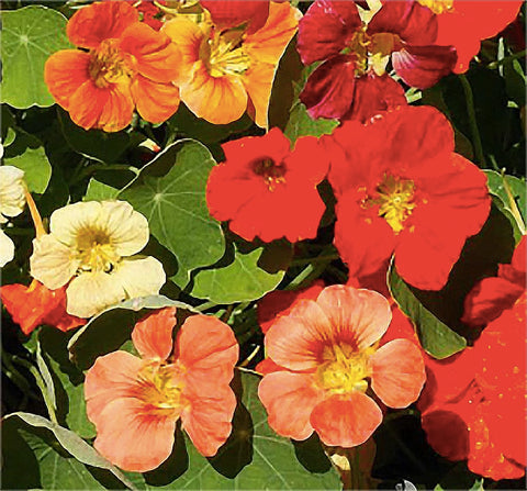 Marde Ross Tom Thumb nasturtium planted in a sunny garden bed