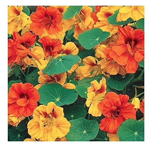 Marde Ross Tom Thumb nasturtium seeds pack for vibrant ground cover color