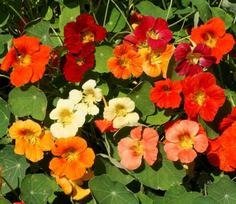 Marde Ross Tom Thumb nasturtium self-seeding blooms across borders