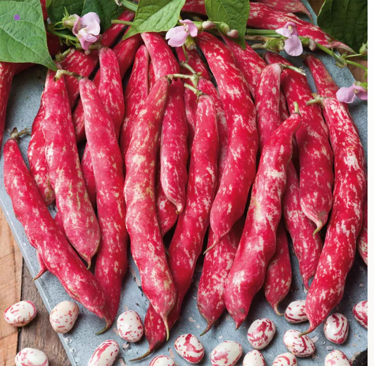 Marde Ross Tongue of Fire seeds pack for container gardening and ease of growing