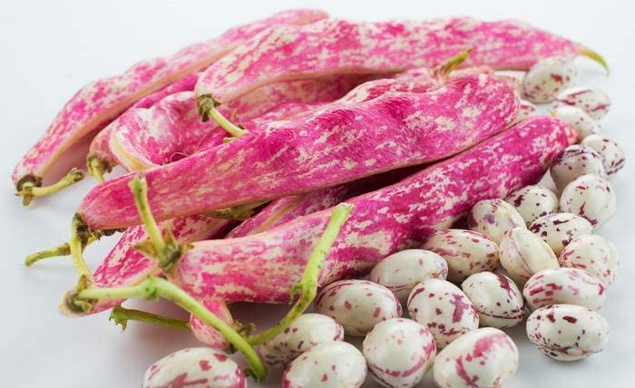 Flame-striped Tongue of Fire pods ready for harvest and eating