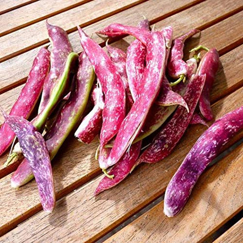 Tongue of Fire plant shown as edible ornamental with colorful pods