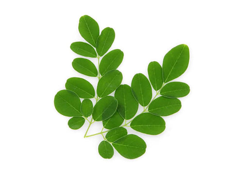 Marde Ross & Company tree of life seeds germination demonstrates simple seed-to-plant setup for moringa