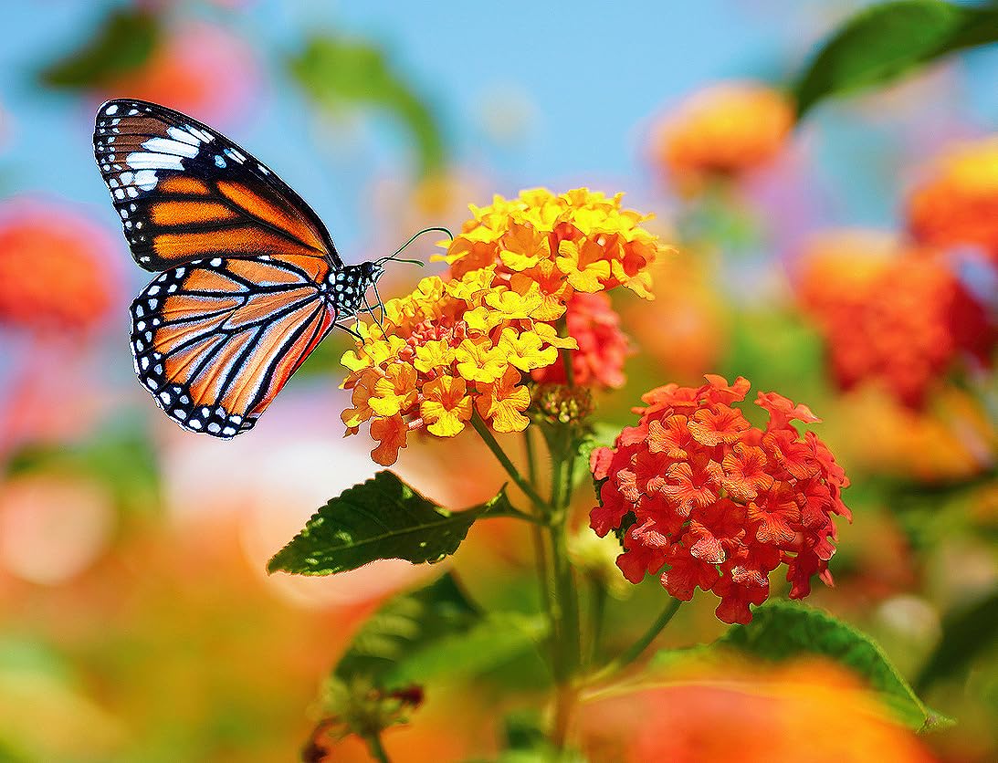 Marde Ross Tropical Milkweed seeds in hand, easy germination for home gardens.