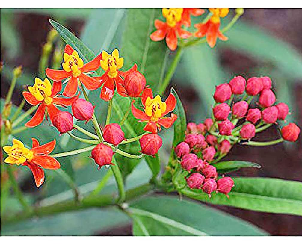 Marde Ross Tropical Milkweed seeds pack front, ready for butterfly-friendly planting.