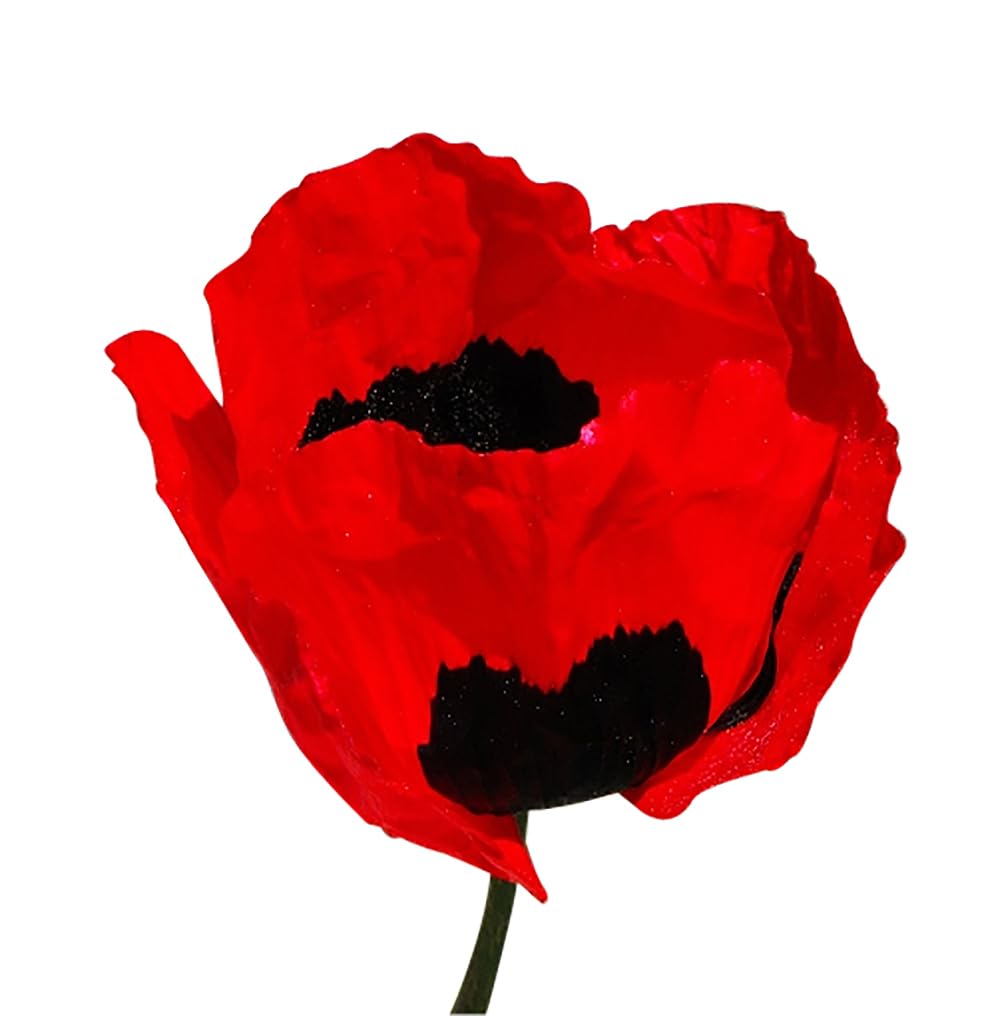 Marde Ross Turkish Poppy Seeds show tall blooms with black markings for dramatic borders
