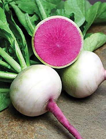 Watermelon Radish seeds close-up by Marde Ross & Company for crisp roots.