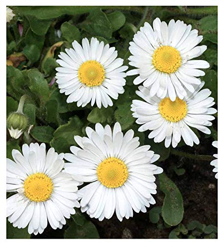 Marde Ross White Daisy seed packet, ideal for borders and lawns, easy ground cover.