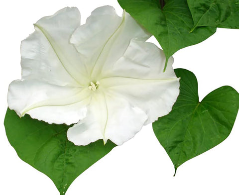 Marde Ross White Moonflower Vine fragrant night-bloom enhances evening garden scent.