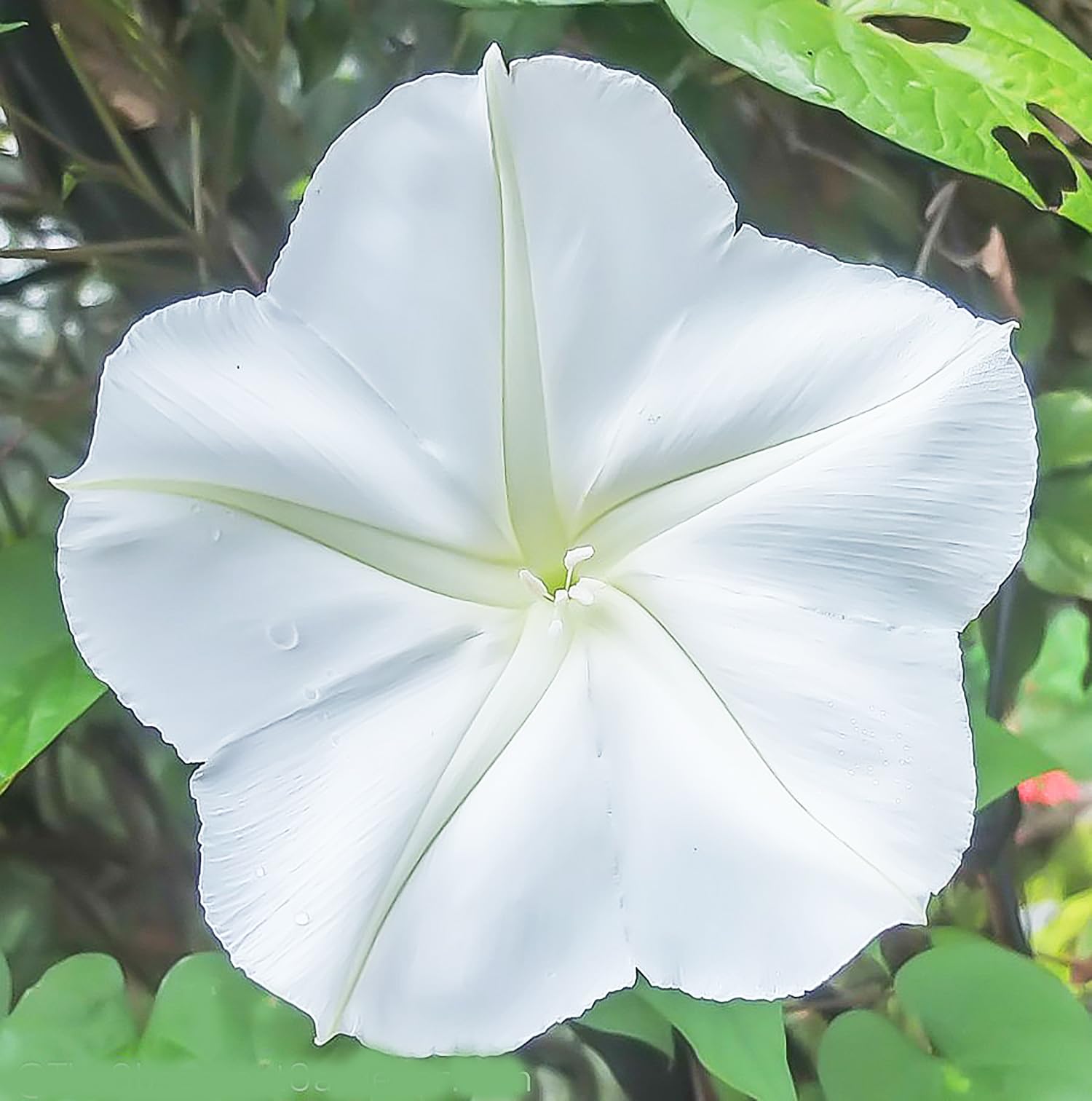 Marde Ross White Moonflower Vine heart-shaped leaves add classic charm to fences and trellises.