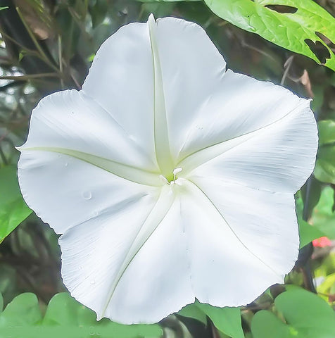 Marde Ross White Moonflower Vine heart-shaped leaves add classic charm to fences and trellises.