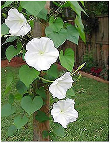Marde Ross White Moonflower Vine blooms at night with fragrant ambiance