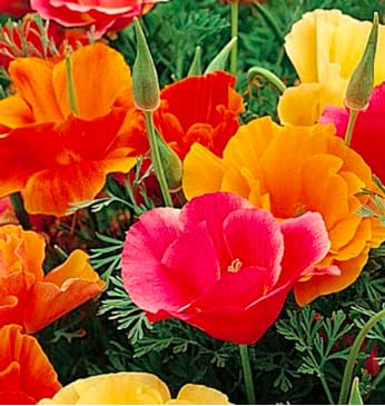 The Marde Ross wildflower seeds self-seed for naturalized beds.