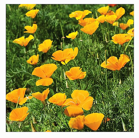 Marde Ross wildflowers in spring bloom across field