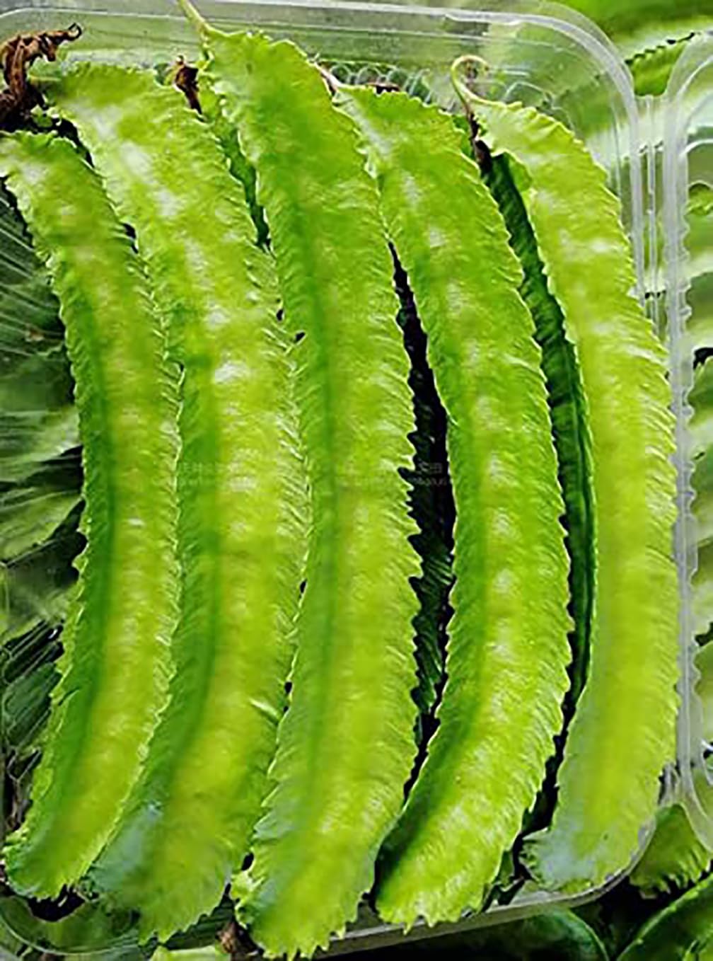 Marde Ross Winged Bean Seeds pack ready for tropical-style edible gardening.