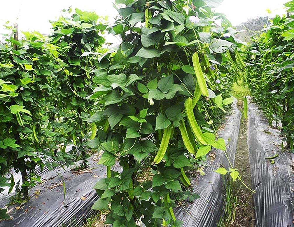 Marde Ross Winged Bean Seeds soil prep image showing fertile bed setup for growth.