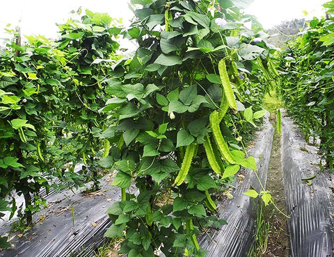 Marde Ross Winged Bean Seeds soil prep image showing fertile bed setup for growth.