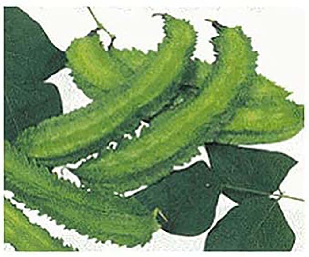 Marde Ross Winged Bean Vines on trellis with strong vertical growth.