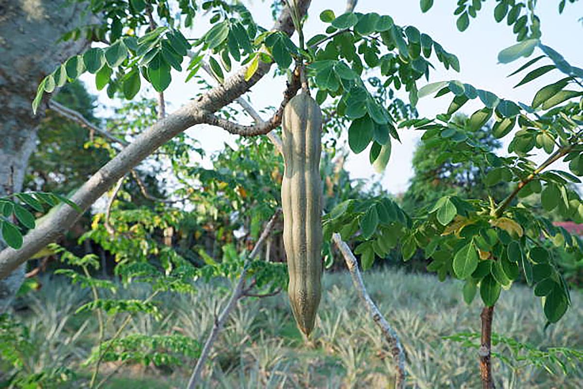 Marde Ross & Company young moringa tree growth shows rapid canopy development in warm climates