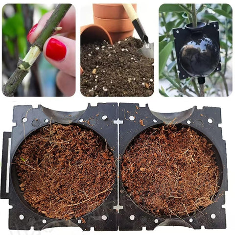 Markeny green rooting ball used for multi-plant propagation