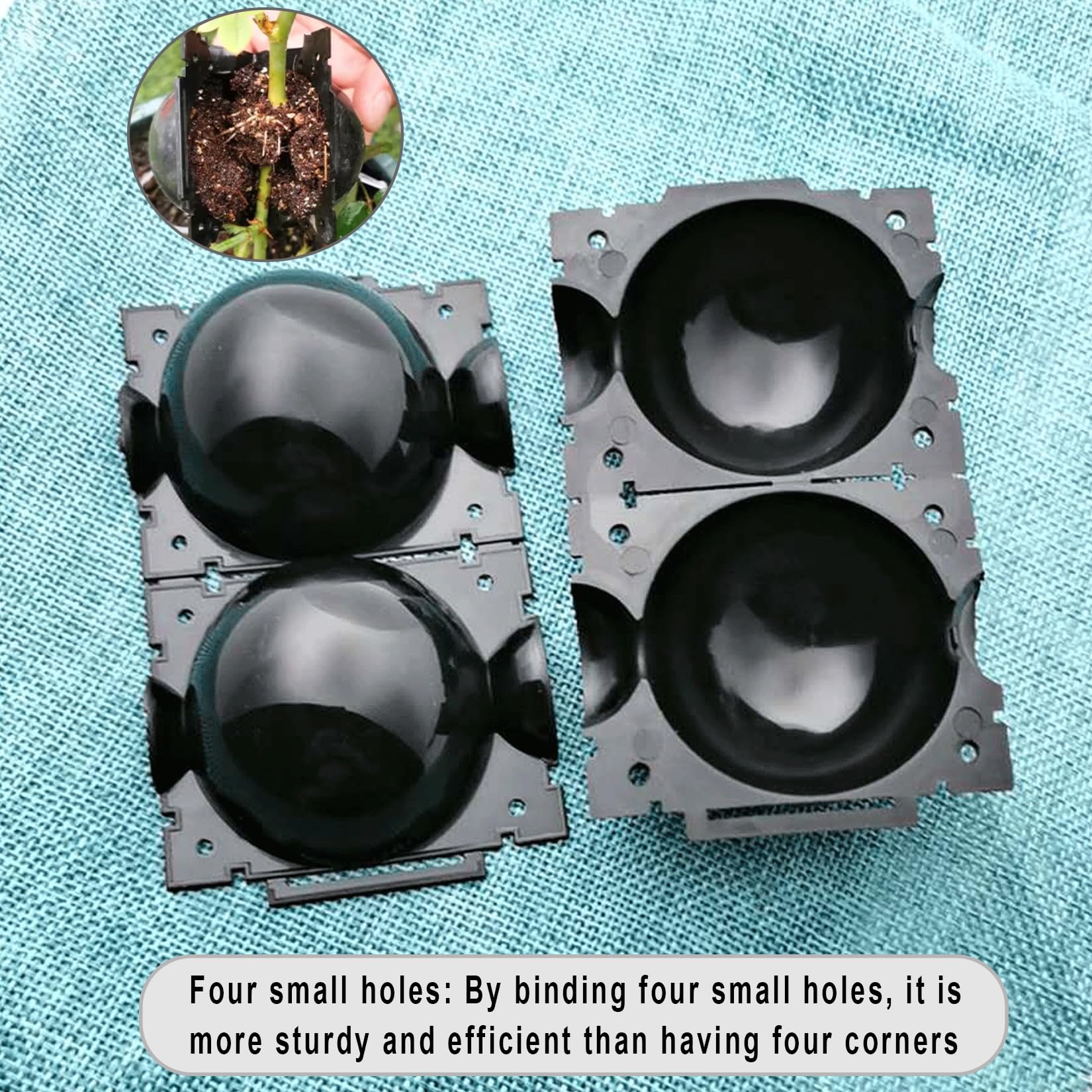 Markeny mother plant safety compatibility minimizes disturbance while rooting.