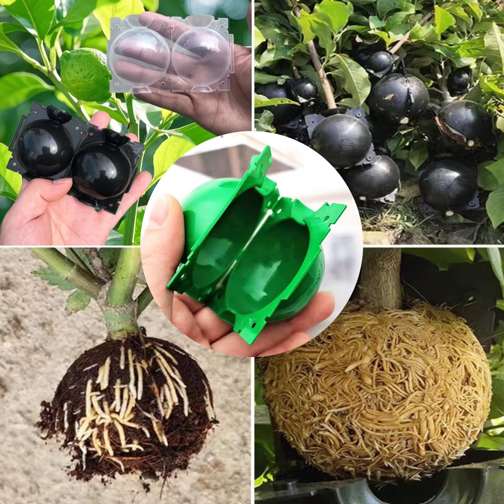 Markeny propagation ball buckle clip shows secure mounting on stems