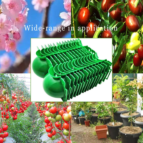 Markeny reusable rooting ball ensures safe propagation for the mother plant