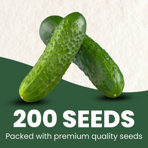 Marketmore cucumber fruits 8-9 inches in length showing crisp texture.