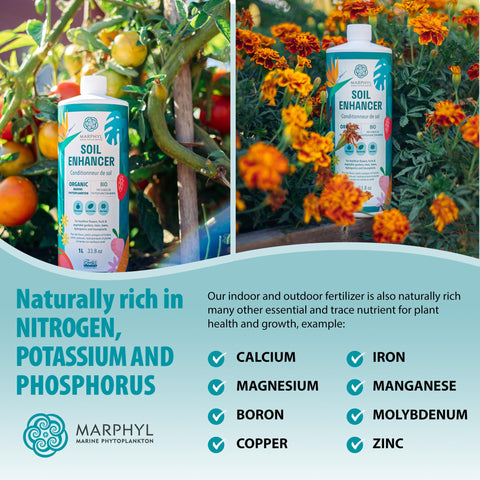 MARPHYL succulents green boost promotes sturdier leaves and longer life.