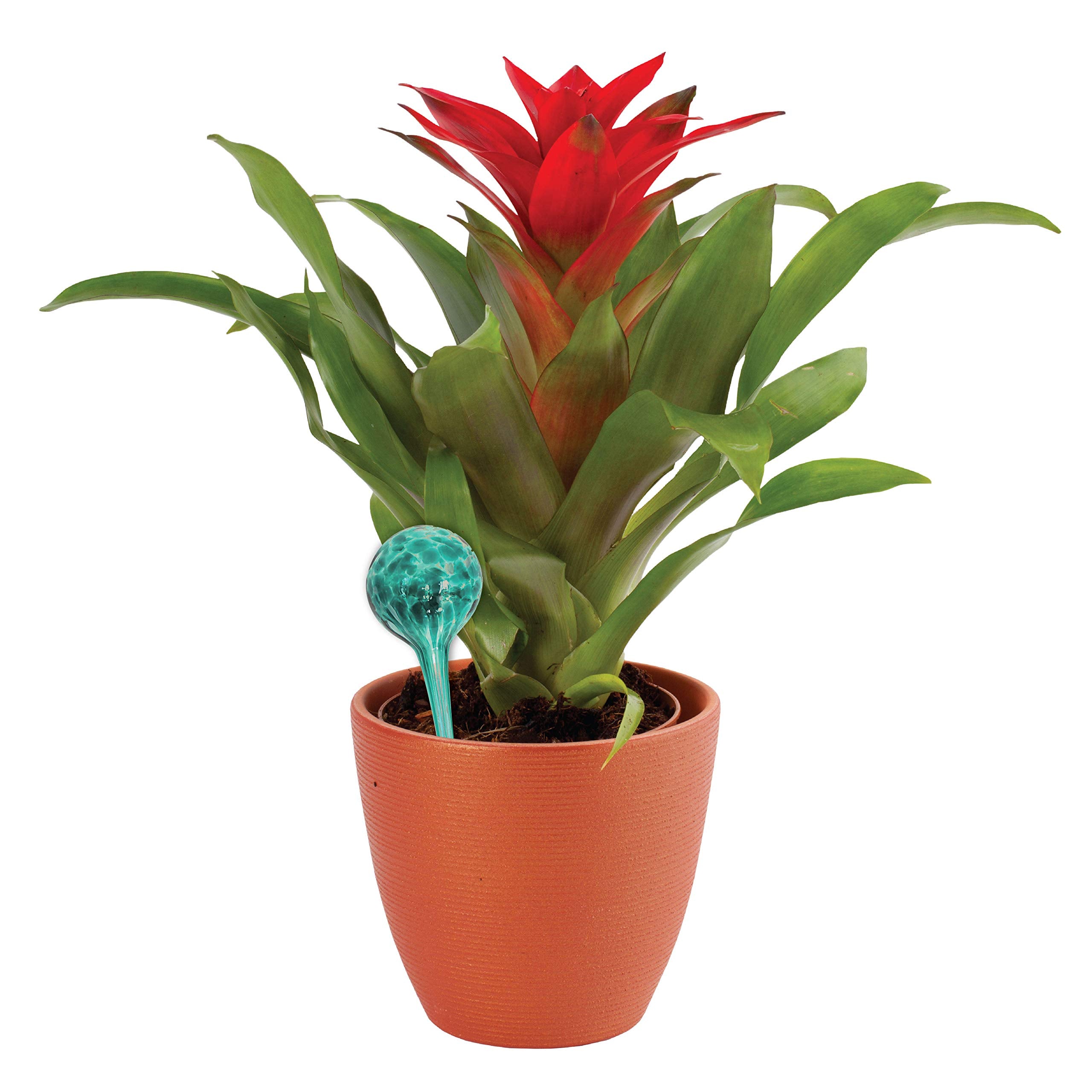 Maxam Wyndham House hand-blown glass bulbs add vibrant decor while watering plants.