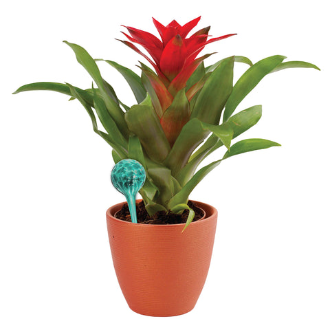 Maxam Wyndham House hand-blown glass bulbs add vibrant decor while watering plants.