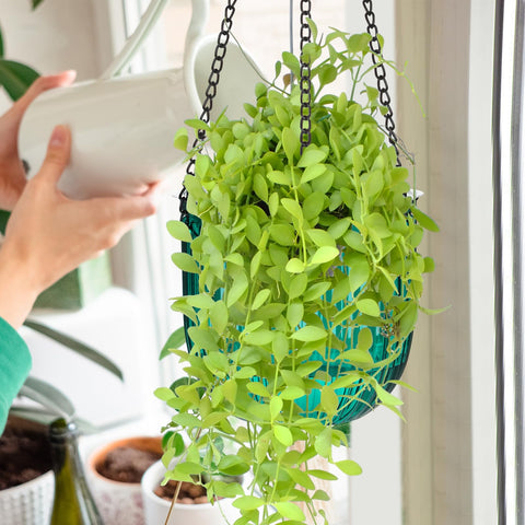 Maxcheck durable PET pots with metal chains for lasting use.