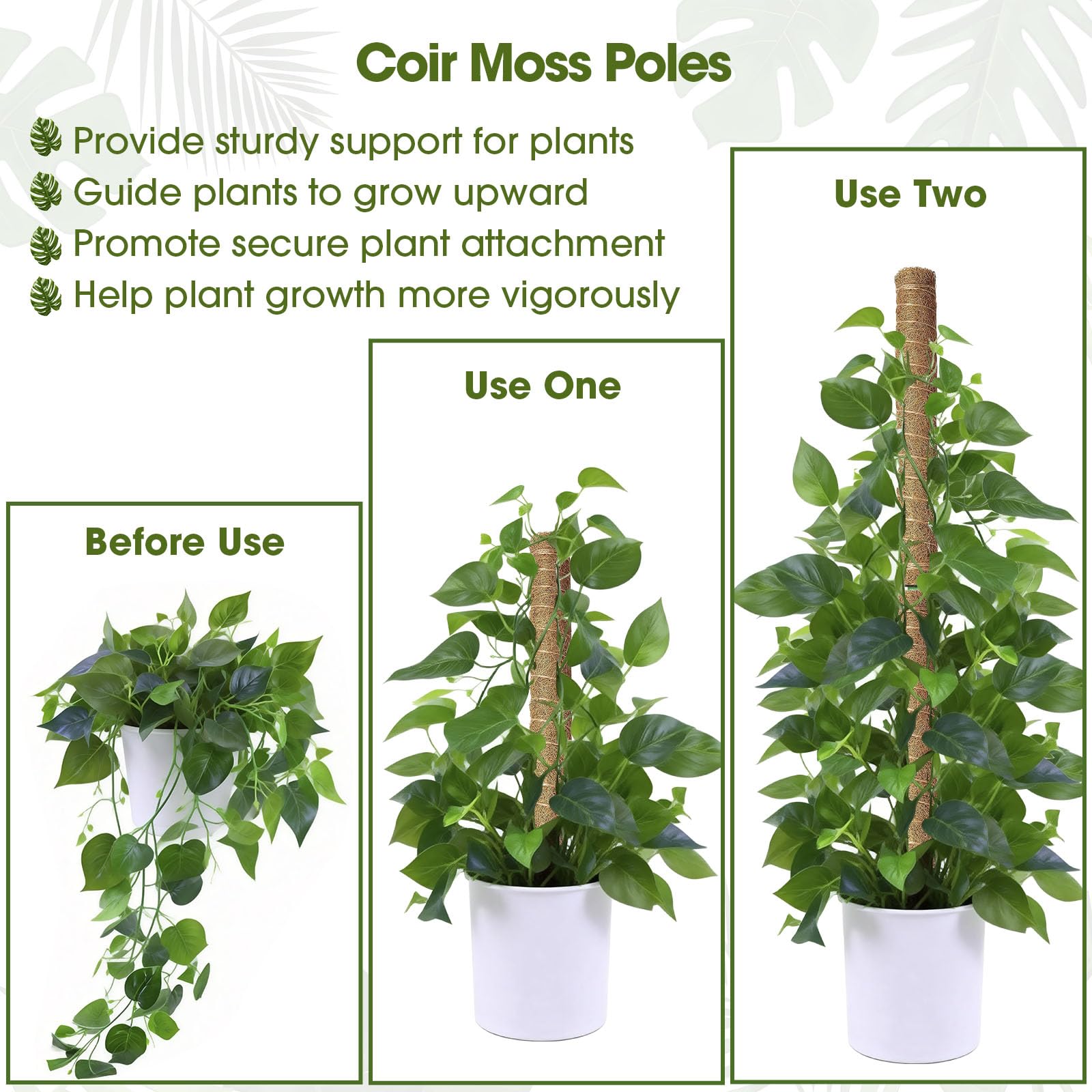 MAXDORIA moss pole with coir fiber for excellent moisture retention.