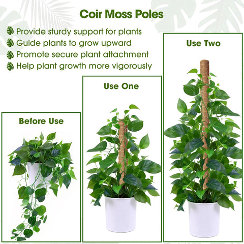 MAXDORIA moss pole with coir fiber for excellent moisture retention.