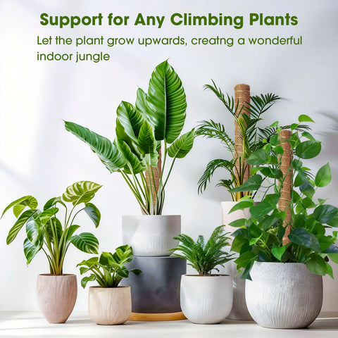 MAXDORIA moss pole ideal for monstera, pothos, philodendron indoors.