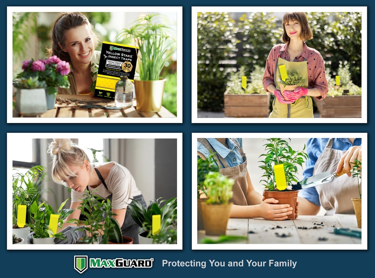 MaxGuard 30-pack yellow traps ready for indoor and outdoor use.