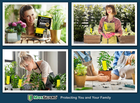 MaxGuard 30-pack yellow traps ready for indoor and outdoor use.
