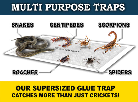 MaxGuard 6x12 inch traps deliver high coverage in rooms with crickets.