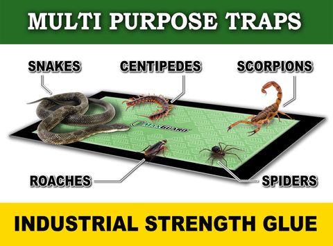 MaxGuard attractant detail shows timed-release scent for targeted trapping.