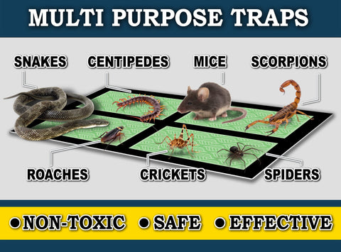 MaxGuard trap with captured pest illustrates effective non-toxic control solution.