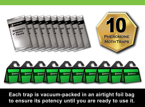 MaxGuard moth trap attracting and catching moths on its glue surface