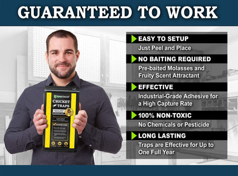MaxGuard prebaited glue traps provide easy placement and high capture rates.